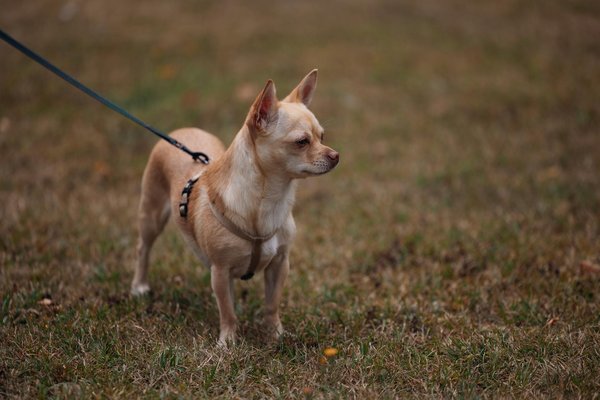 What's Shaping the Future of the UK Business Landscape?